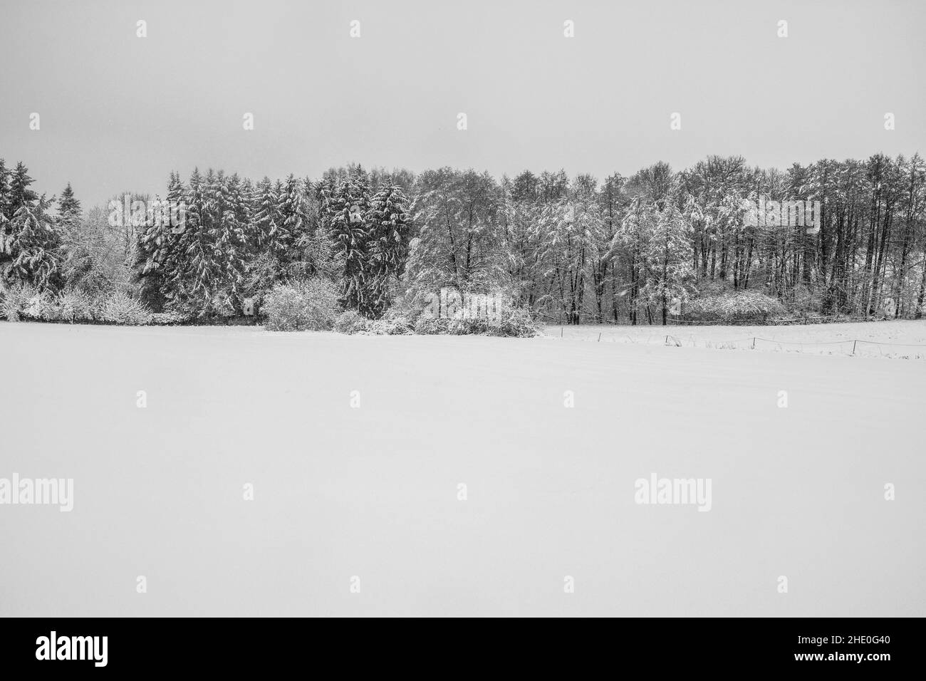 Paysage d'hiver avec beaucoup de neige et une rangée d'arbres et de l'espace de copie Banque D'Images