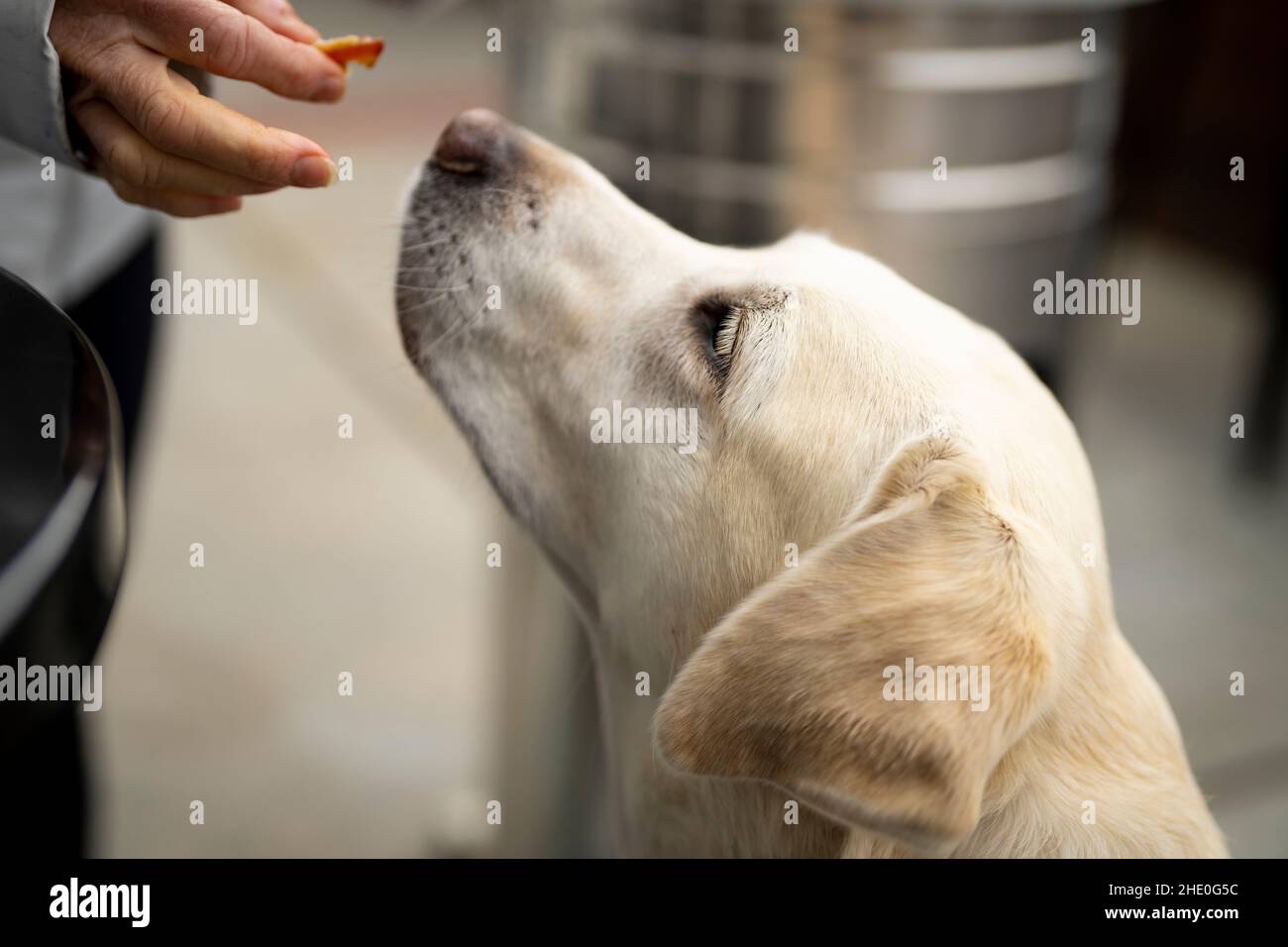 White Labrador obtenir une friandise au bacon Banque D'Images