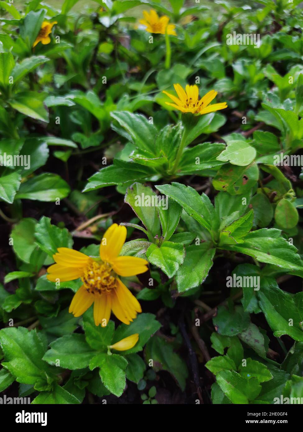 Gros plan des feuilles de plantes vertes et des fleurs jaunes de collotheca trilobata Banque D'Images