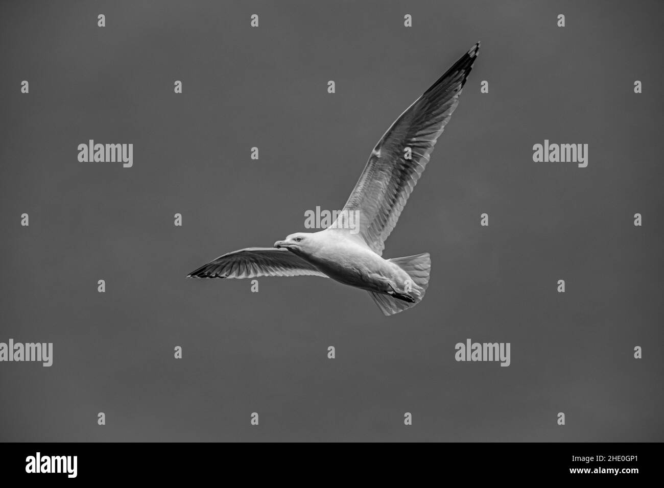 Mouette avec ailes étirées en noir et blanc Banque D'Images