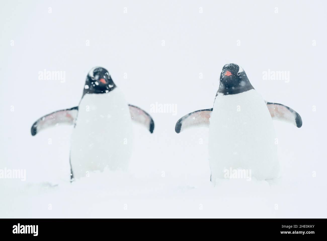 Les pingouins de Gentoo traversent une tempête de neige en Antarctique. Banque D'Images