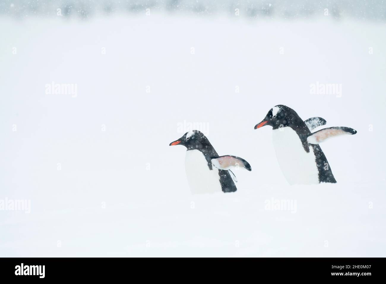 Les pingouins de Gentoo traversent une tempête de neige en Antarctique. Banque D'Images