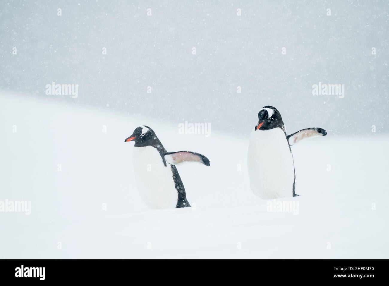 Les pingouins de Gentoo traversent une tempête de neige en Antarctique. Banque D'Images