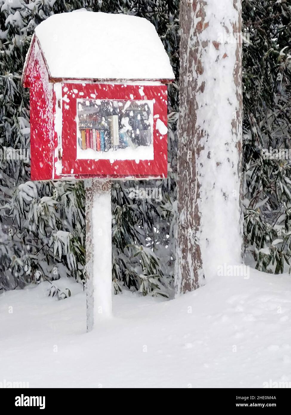 Bibliothèque de Birdhouse rouge recouverte de neige fraîche dans les bois d'hiver Banque D'Images