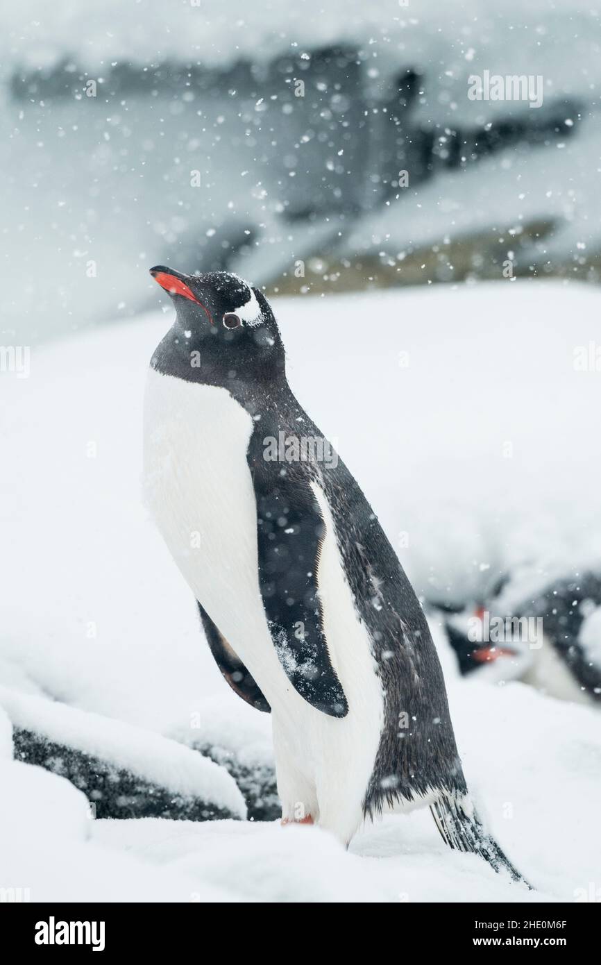 Pingouins Gentoo pendant une tempête de neige en Antarctique. Banque D'Images