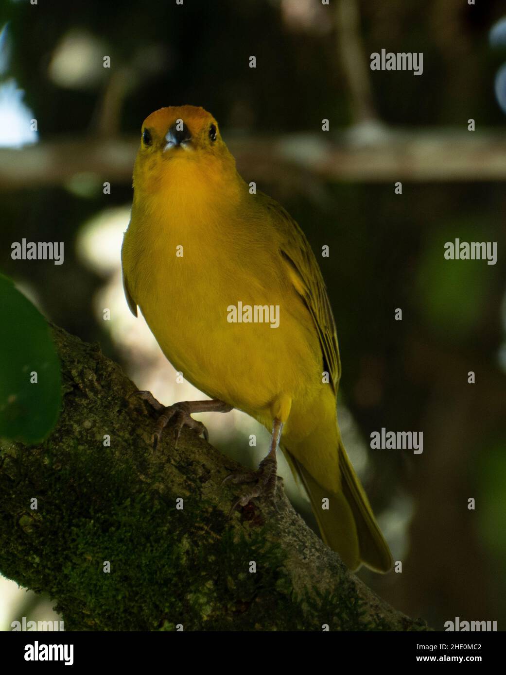 Canari atlantique, un petit oiseau sauvage brésilien. Le Crithagra flaviventris jaune canari est un petit oiseau de passereau de la famille finch. Banque D'Images