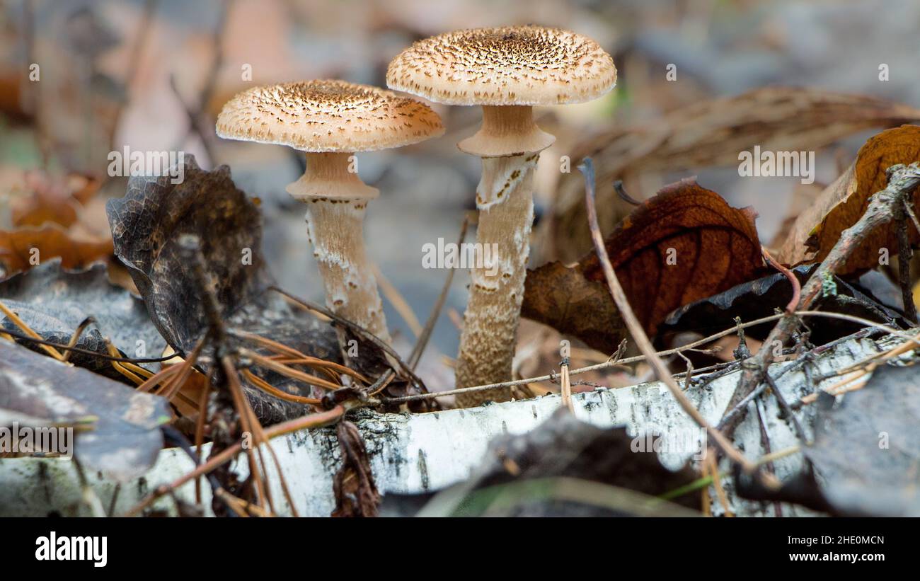 Gros plan de champignons sauvages en pleine forêt Banque D'Images