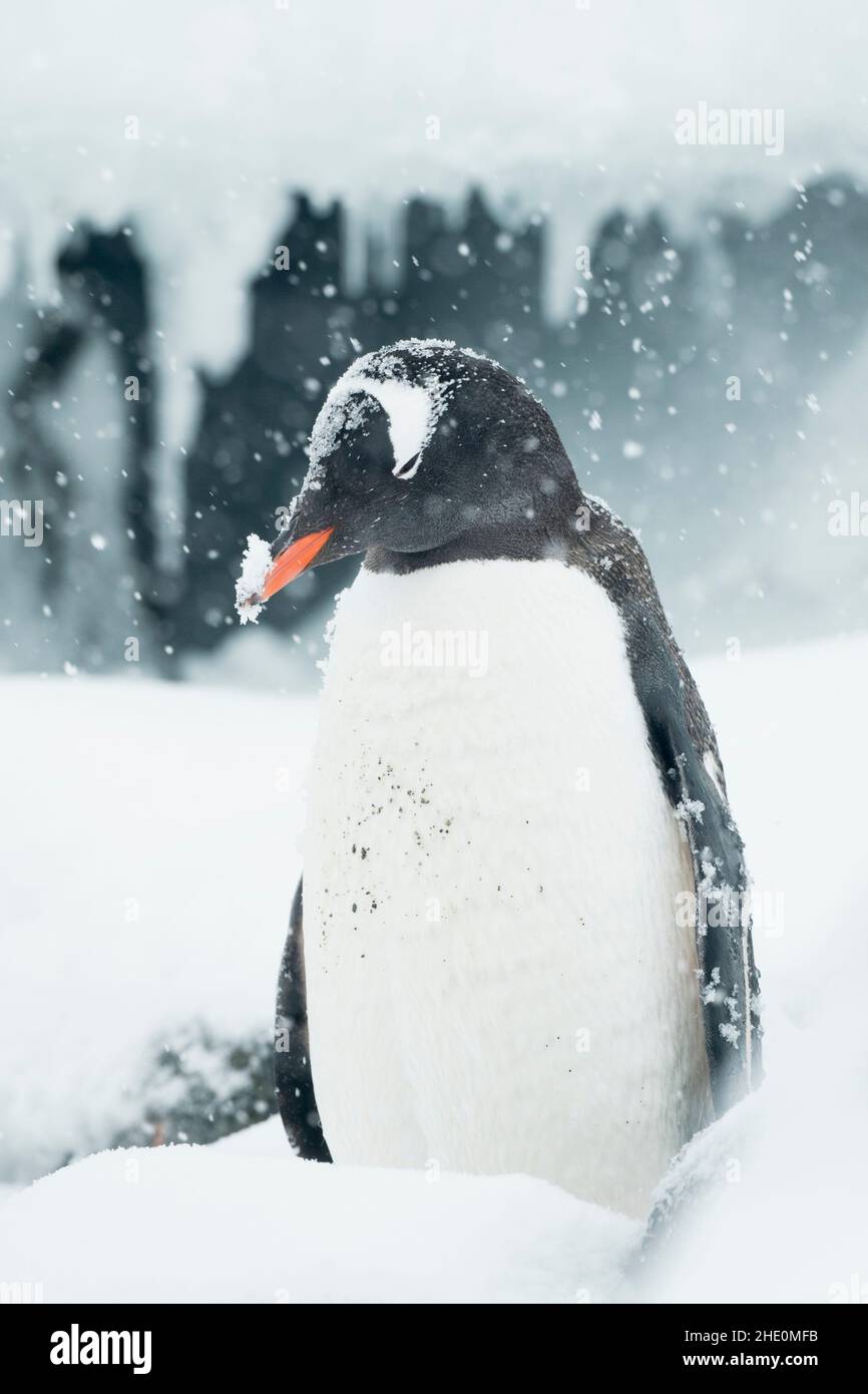Pingouins Gentoo pendant une tempête de neige en Antarctique. Banque D'Images