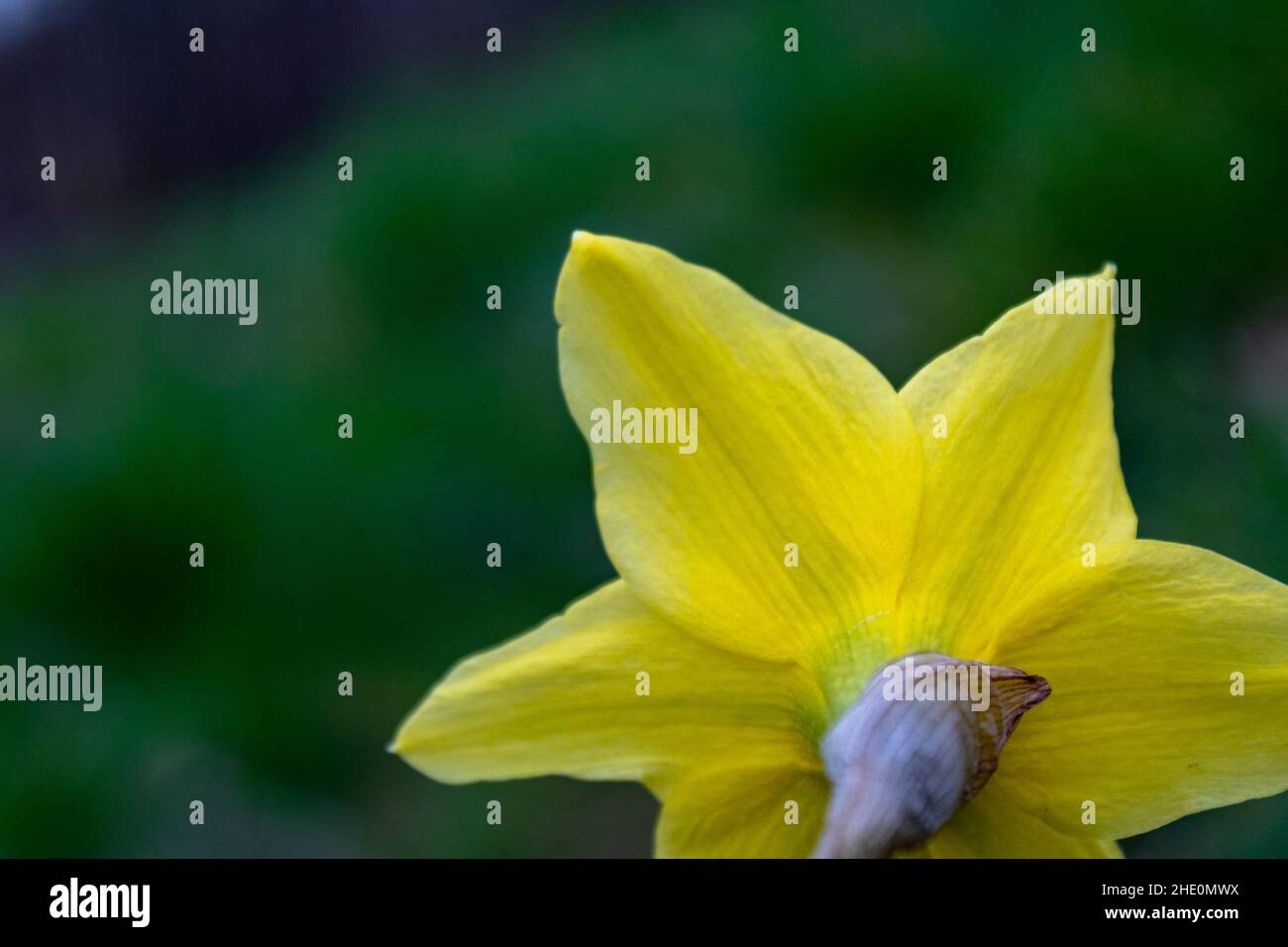 Dos des pétales de jonarcisse jaune (Narcissus pseudocissus) sur fond vert pour l'espace de copie Banque D'Images