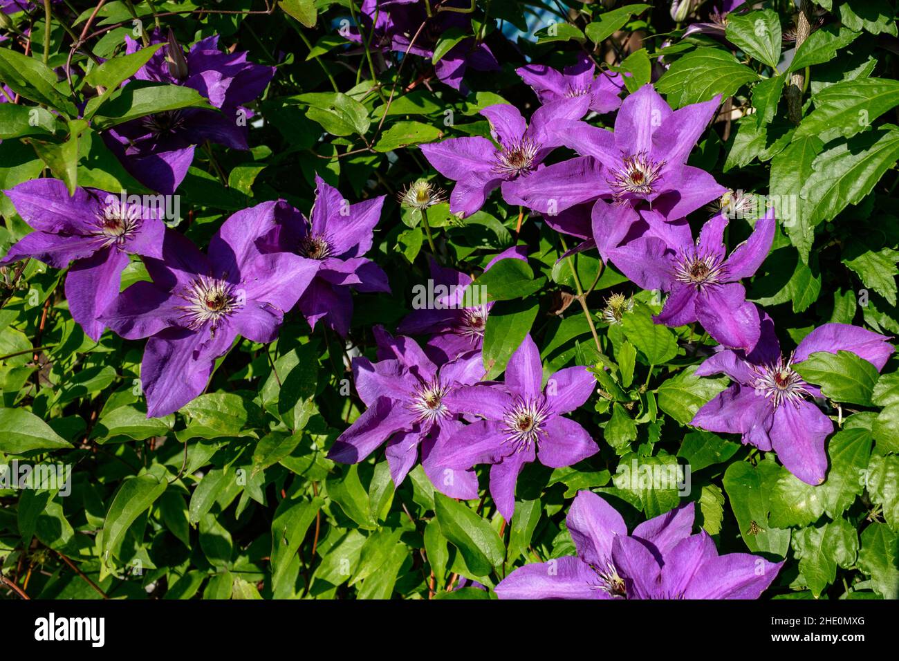 Gros plan de fleurs de clematis pourpres (Clematis viticella) également kwon comme fleur de cuir italien avec fond de feuilles vertes. Vignes grimpantes Banque D'Images