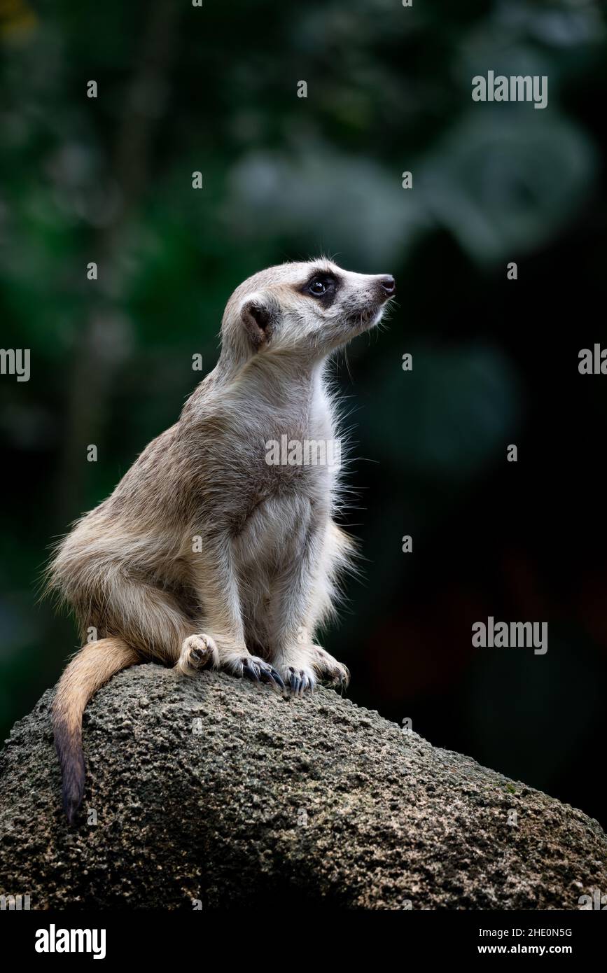 Plan vertical d'un meerkat assis sur un rocher Banque D'Images