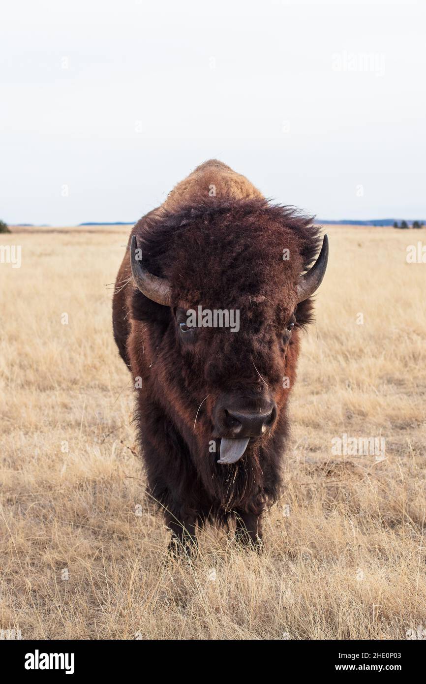 Bison américaine (Bison bison) pâturage des taureaux dans le parc national Custer, Dakota du Sud Banque D'Images