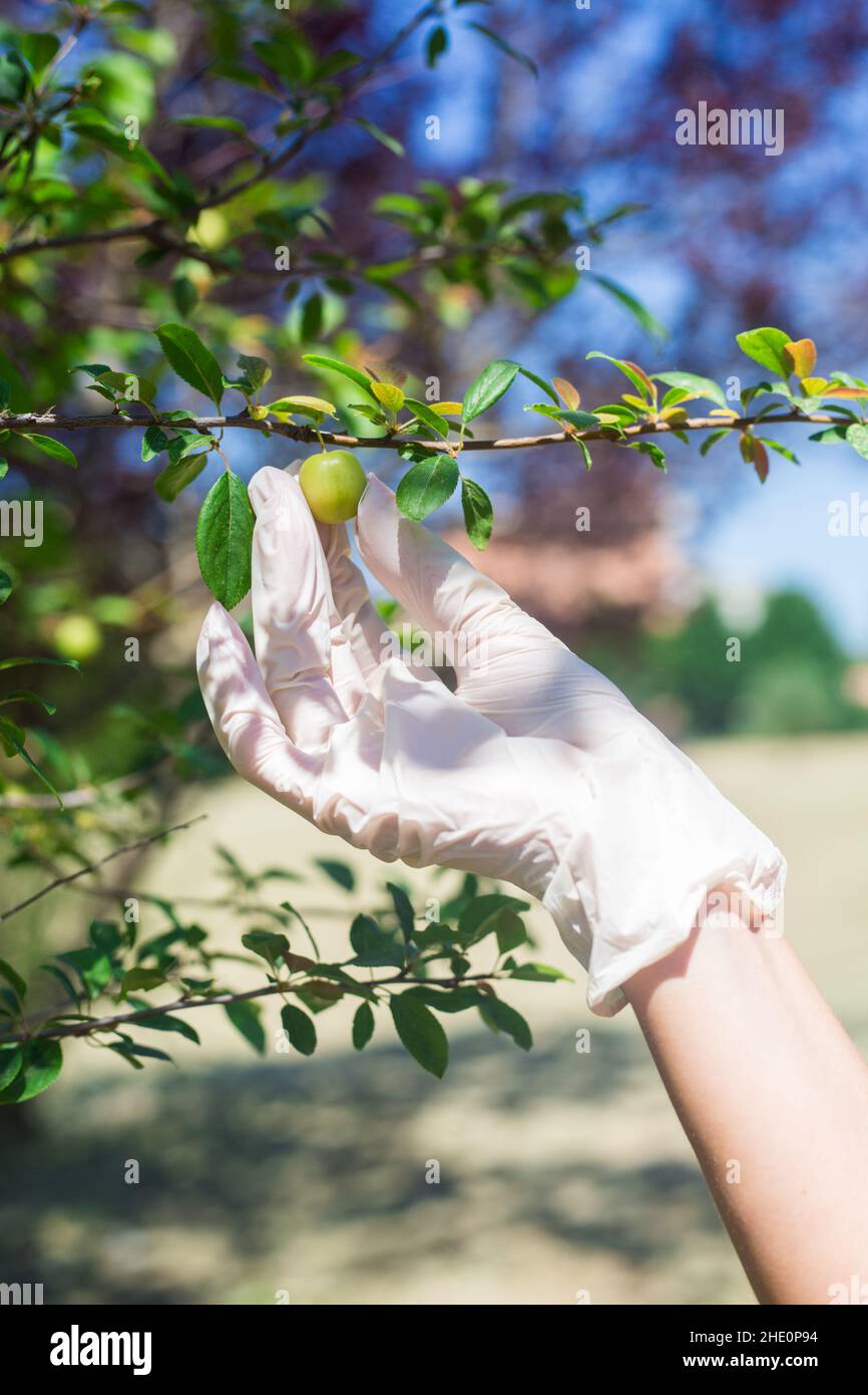 Main dans le gant médical blanc ramasse les prunes. Concept de récolte. Branche d'arbre fruitier avec feuilles vertes et baies. Jour ensoleillé, champ et ciel en arrière-plan Banque D'Images