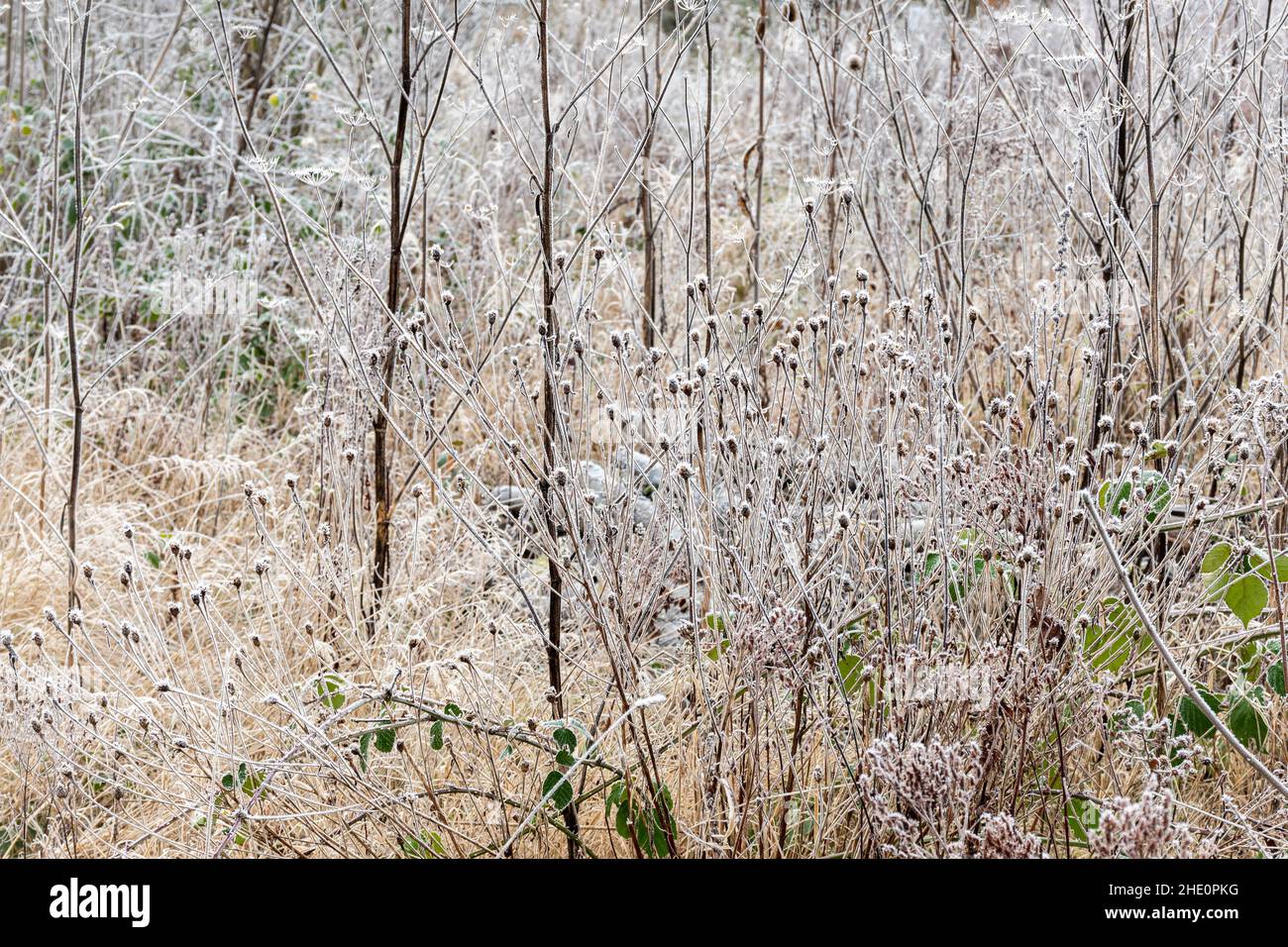 Vue d'hiver de la réserve naturelle de Bartley Heath avec fleurs sauvages couvertes de gel et plantes avec têtes de graines laissées pour les oiseaux et la faune, Hampshire, Royaume-Uni Banque D'Images