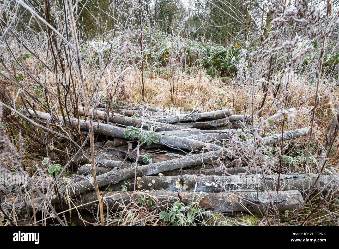 Pile de rondins givrée (pile d'habitat) pendant l'hiver à la réserve naturelle de Bartley Heath, dans la campagne du Hampshire, en Angleterre, au Royaume-Uni Banque D'Images