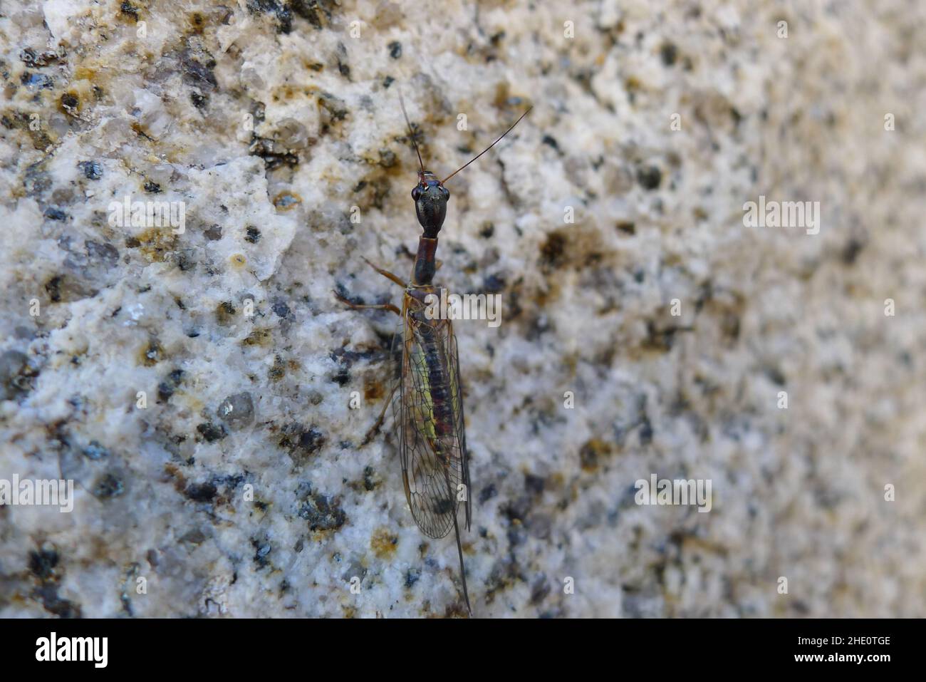 Gros plan d'une lacération de Mantid Banque D'Images