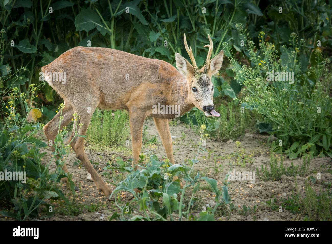 Cerf drôle avec une langue dehors est paître dans le champ Banque D'Images