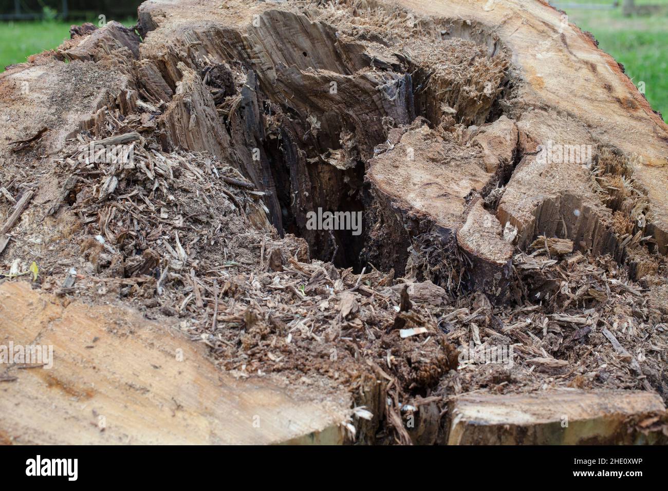 Sites communs en Nouvelle-Zélande: Arbres tombés et camions d'arbres sciés. Banque D'Images