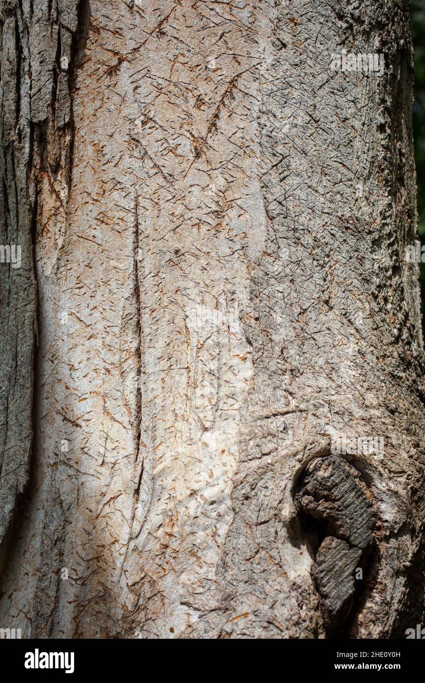 Curiosités communes en Nouvelle-Zélande: Écorce d'arbre intéressante.Celui-ci ressemble à des hiéroglyphes égyptiens ou à de l'écriture cuneiform ancienne. Banque D'Images