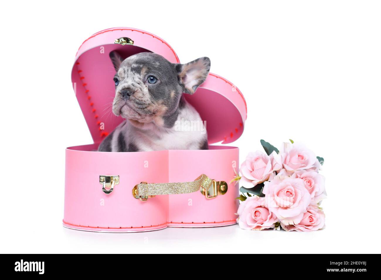 Merle French Bulldog chien chiot dans la boîte de coffre de la Saint-Valentin en forme de coeur rose avec des roses sur fond blanc Banque D'Images