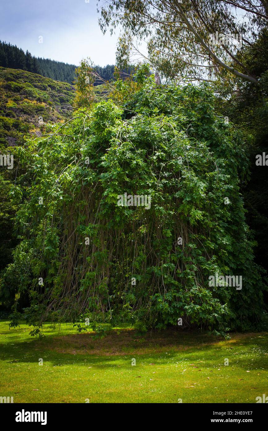 Un regard sur la vie en Nouvelle-Zélande: Un arbre inhabituel. Banque D'Images