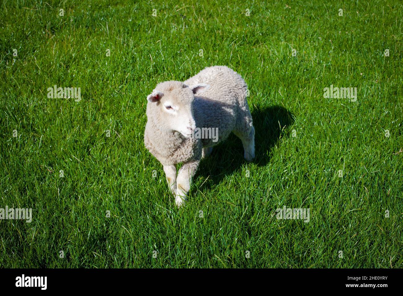 Curiosités communes en Nouvelle-Zélande: Moutons. Banque D'Images