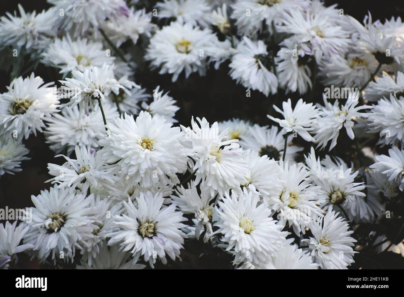 Gros plan de magnifiques chrysanthèmes blancs de Florists dans le jardin Banque D'Images