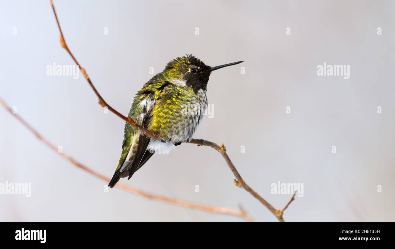 Anna's Hummingbird se trouve dans le profil d'une brindille d'hiver avec une couleur verte sur l'exposition et un long bec pendant l'hiver dans l'État de Washington du comté de King Banque D'Images