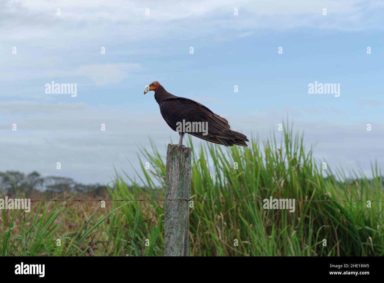 Image d'un vautour à tête jaune moins élevé pris au Panama. Banque D'Images