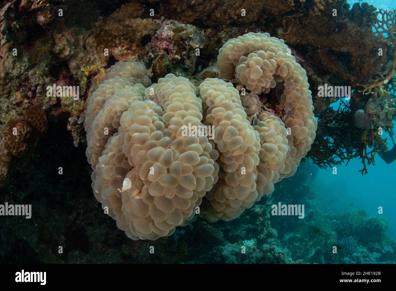 Corail à bulles (Plerogyra sinuosa) sur le récif dans la mer rouge au large de la côte d'Hurghada, Egypte. Banque D'Images