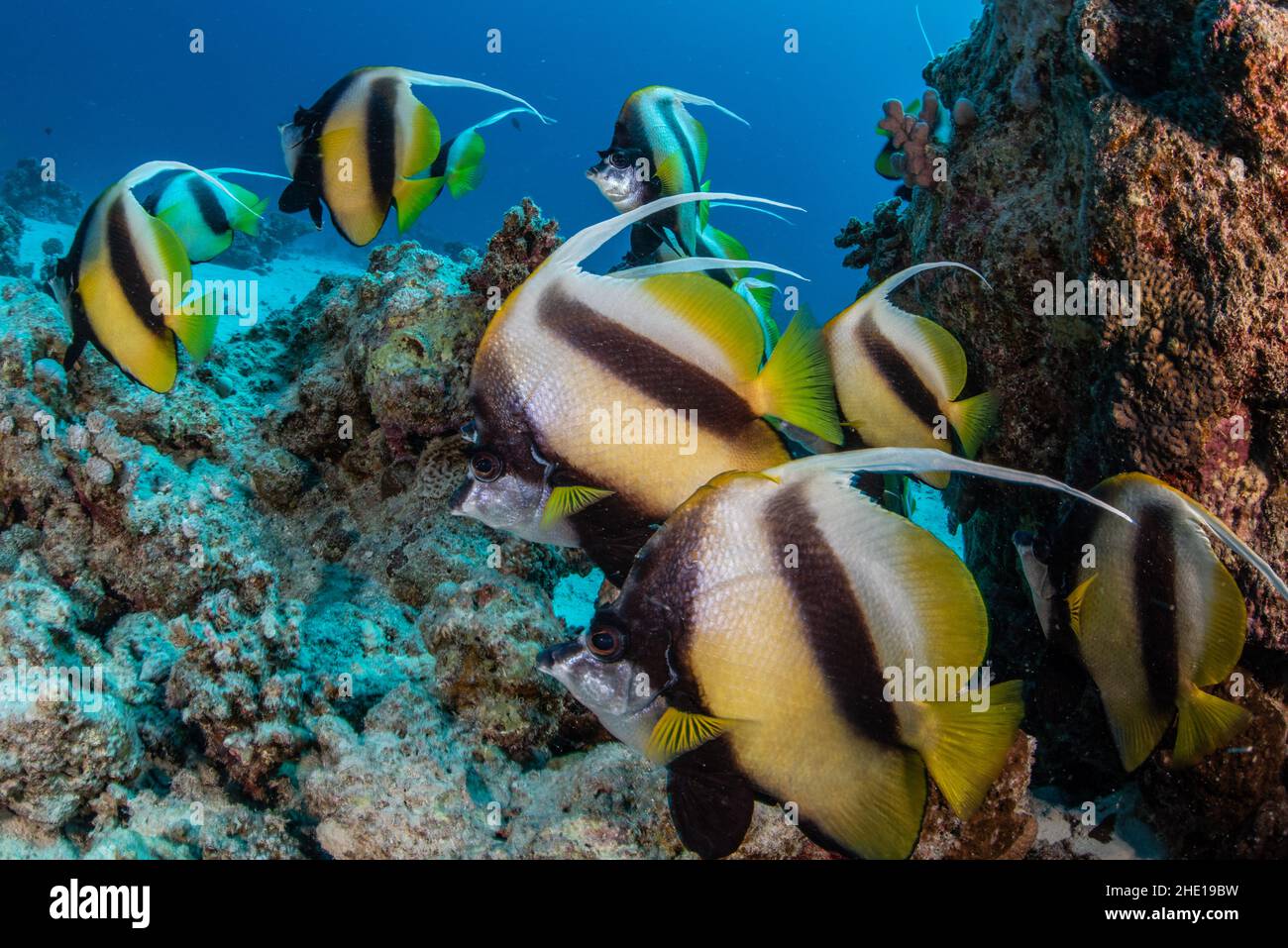 Un haut de lannerfish de la mer Rouge (Heniochus intermedius) au large de la côte d'Hurghada, en Égypte. Banque D'Images