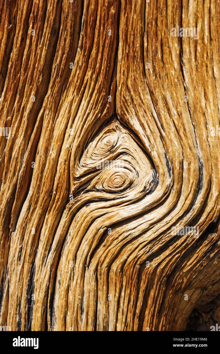 grain de bois sur tronc de pin Banque D'Images
