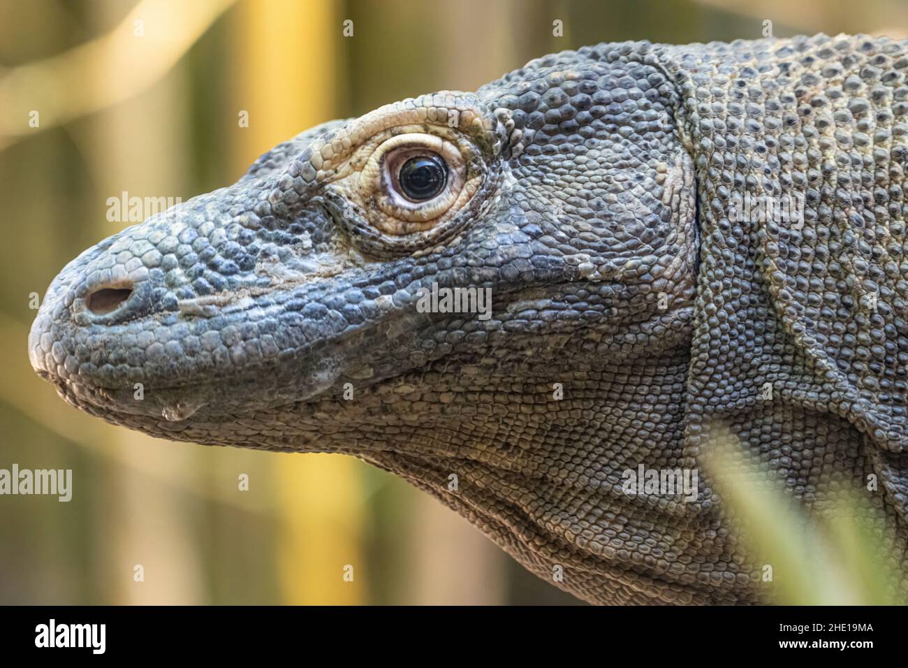 Le dragon de Komodo (Varanus komodoensis) au zoo et jardins de Jacksonville, en Floride.(ÉTATS-UNIS) Banque D'Images Le dragon de Komodo (Varanus komodoensis) au zoo et jardins de Jacksonville, en Floride.(ÉTATS-UNIS) Banque D'Images