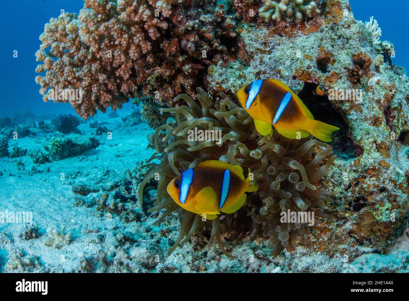 Le poisson-clownfish rouge ou deux anemoncorégones à bandes (Amphiprion bicinctus) font leur maison à l'intérieur de l'anémone à bout de bulle (Entacmaea quadricolor) en Égypte. Banque D'Images