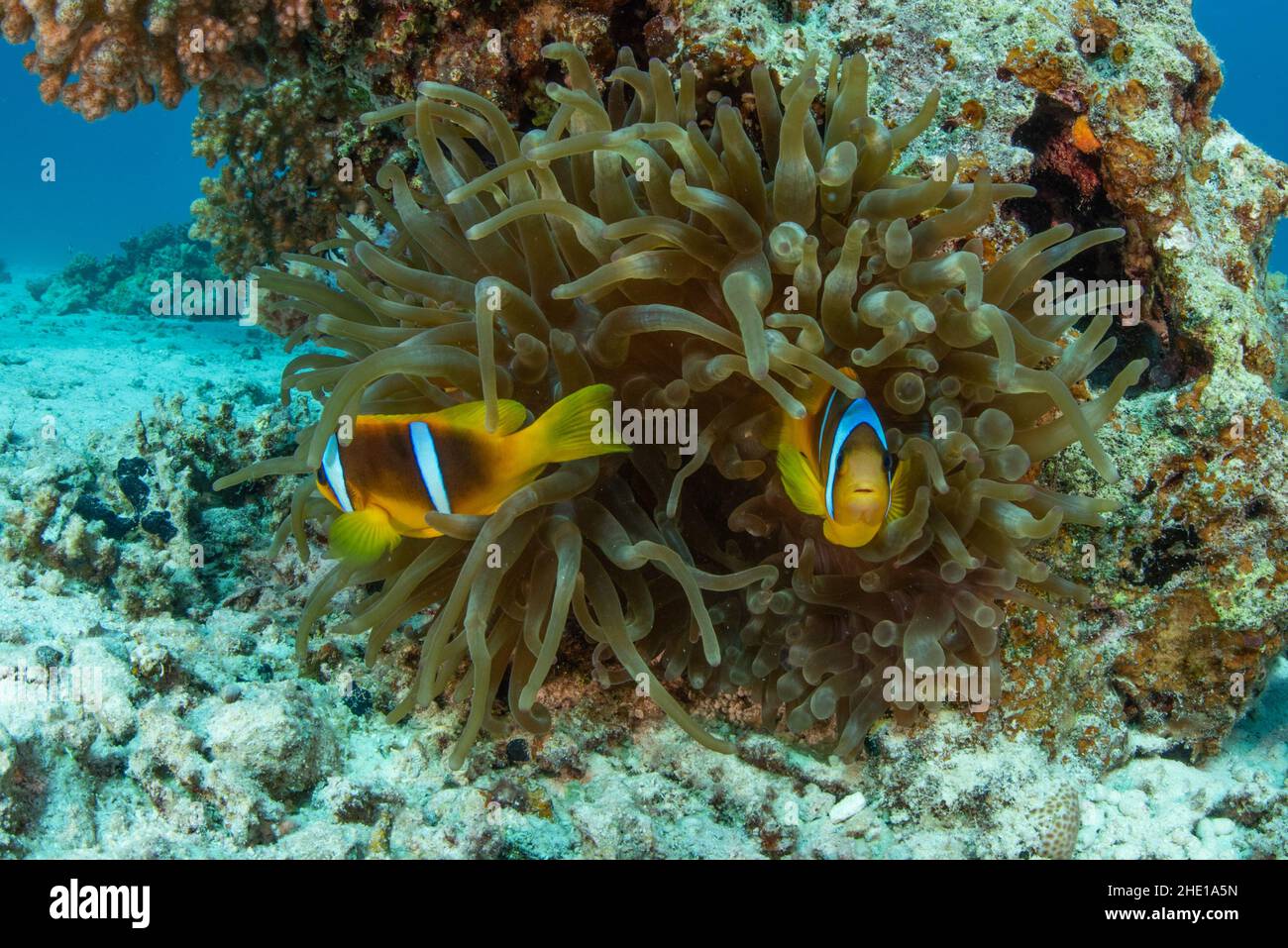 Le poisson-clownfish rouge ou deux anemoncorégones à bandes (Amphiprion bicinctus) font leur maison à l'intérieur de l'anémone à bout de bulle (Entacmaea quadricolor) en Égypte. Banque D'Images