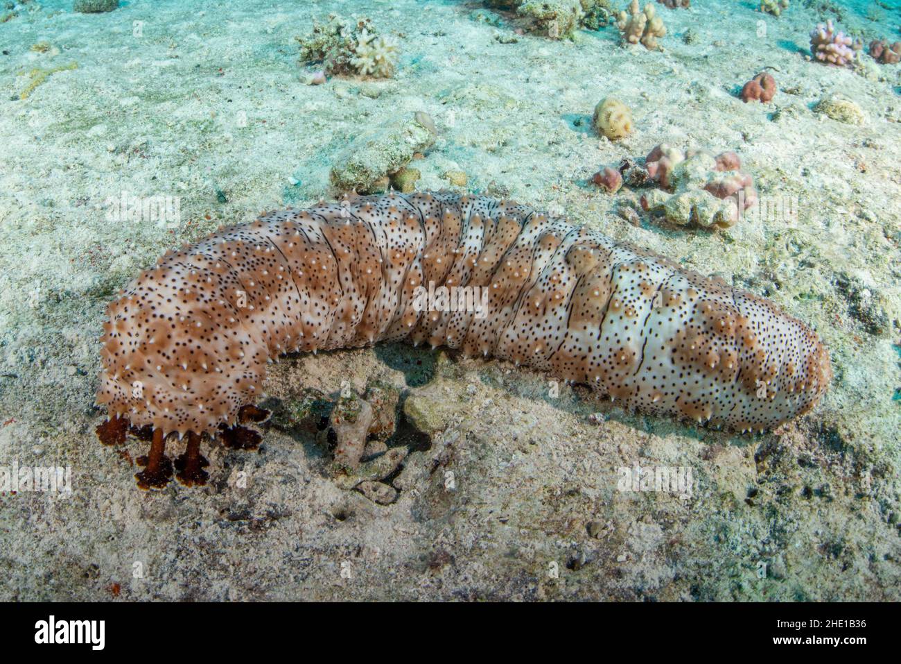 Concombre de mer de Graeffe (Pearsonothuria graeffei) un invertébré marin - celui-ci a été vu dans la mer Rouge près de Hurghada, en Égypte. Banque D'Images