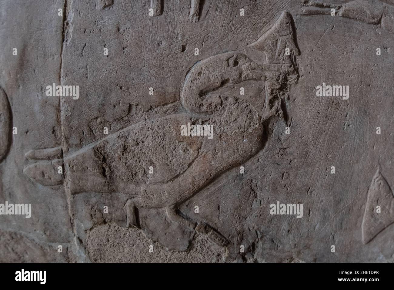 Un cormorant sculpté avalant un poisson photographié sur le mur en pierre du Temple de Hatshepsut en Égypte. Banque D'Images