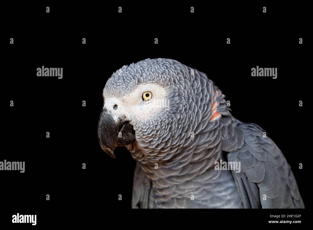Portrait d'un perroquet gris d'Afrique (Psittacus erithacus) sur noir Banque D'Images