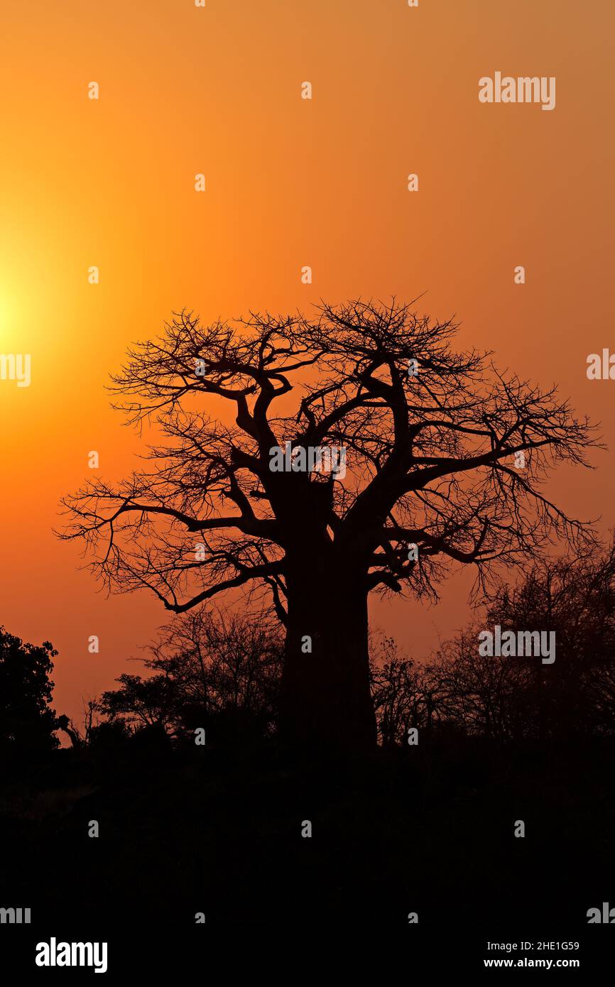 Coucher Du Soleil Avec Une Silhouette D'arbre De Baobab, Kruger ...