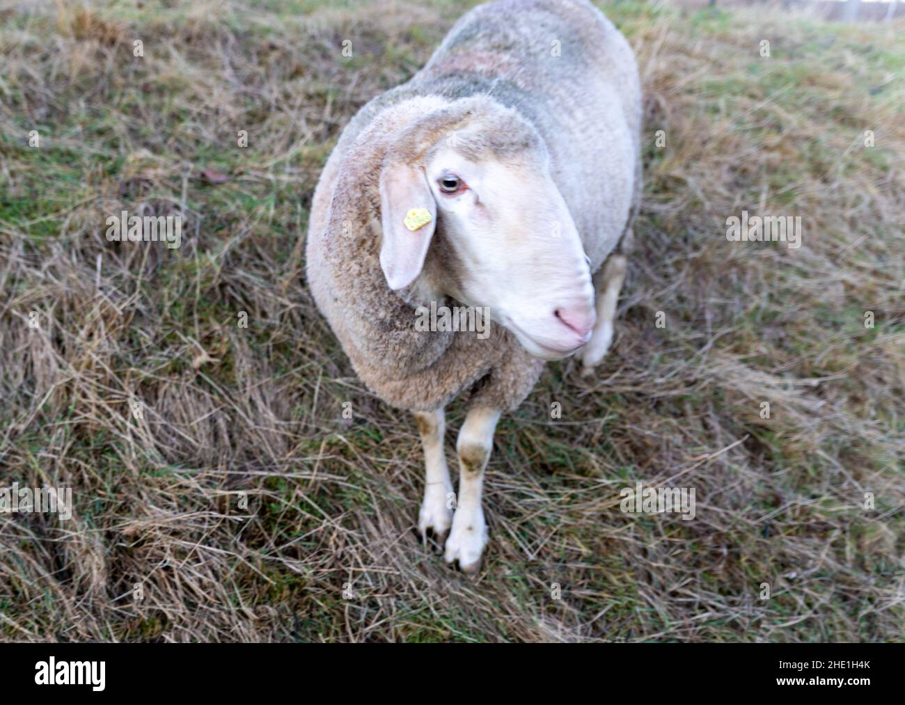 Mignon agneau reposant sur l'herbe Banque D'Images