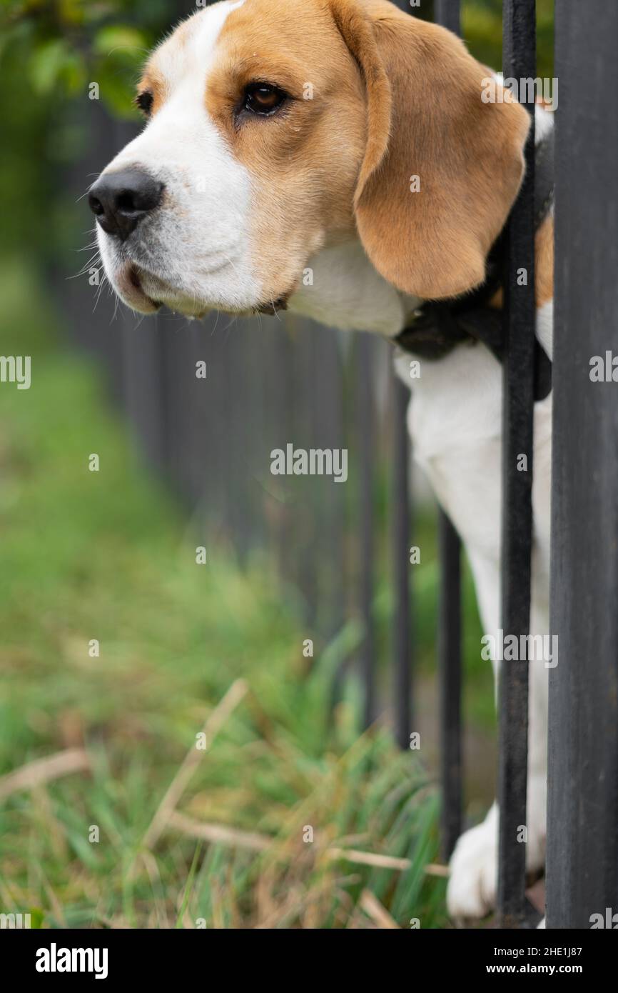 portrait d'un chien beagle race peeking à travers une clôture en métal forgé. Banque D'Images