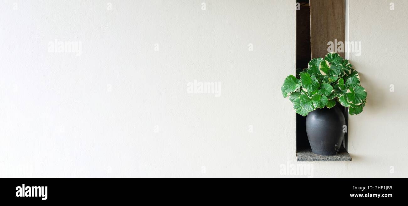 Décoration intérieure sur une étagère vert vases plantes sur fond blanc mur salle de bains.Papier peint beige moderne de la station balnéaire d'été.Style de vie élégant Banque D'Images