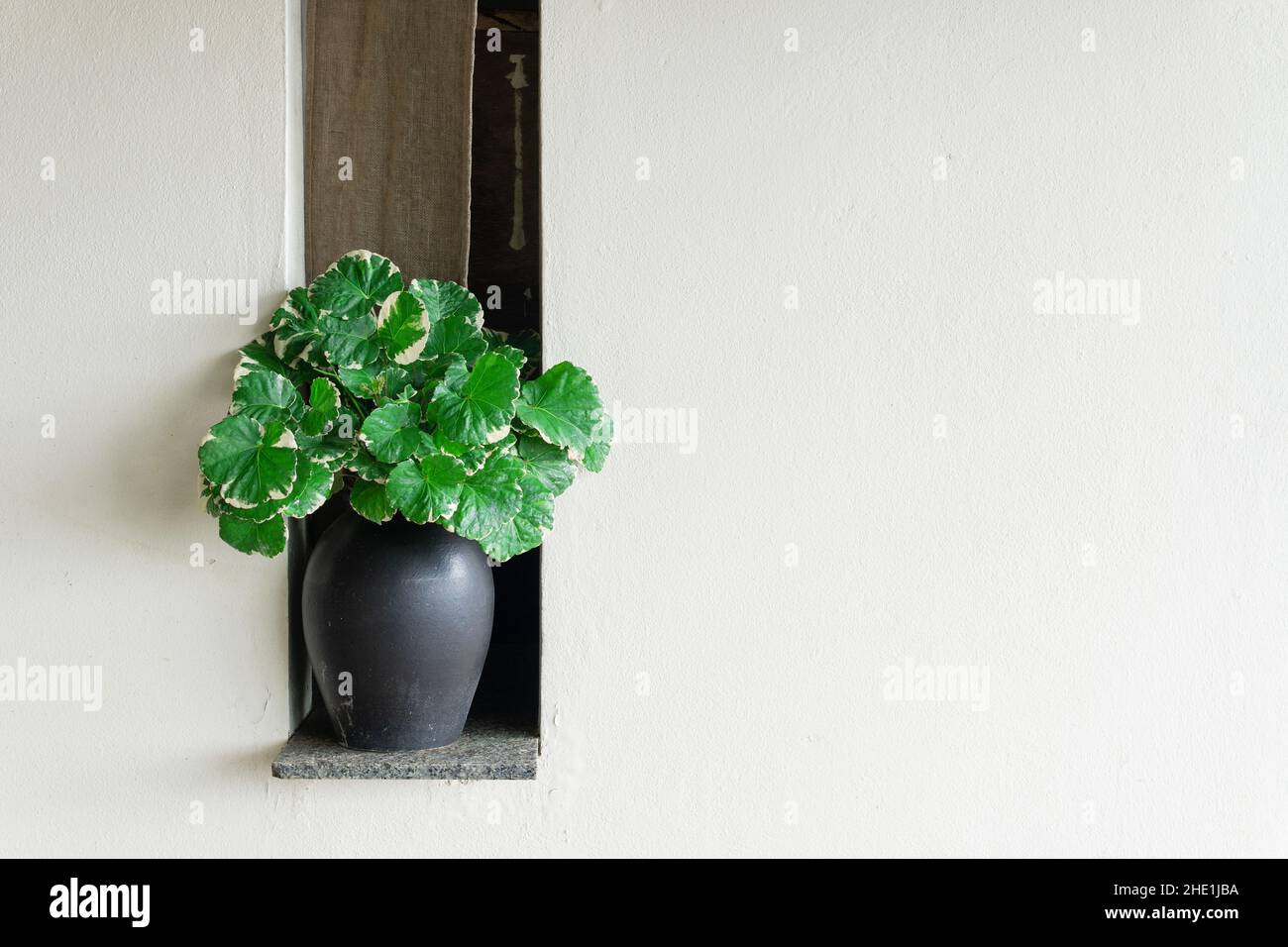 Décoration intérieure sur une étagère vert vases plantes sur fond blanc mur salle de bains.Papier peint beige moderne de la station balnéaire d'été.Style de vie élégant Banque D'Images