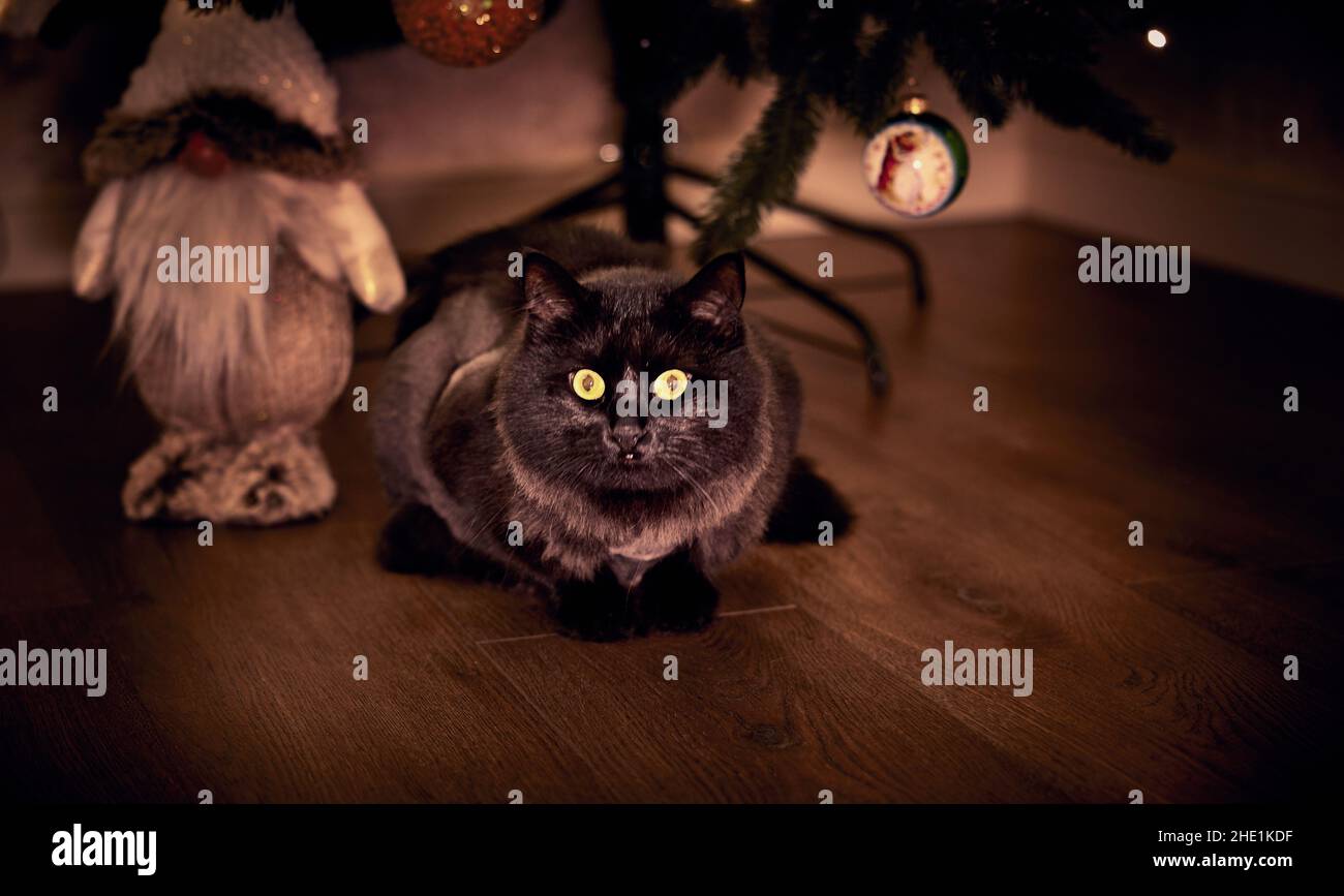 Chat noir assis sur le plancher en bois sous l'arbre de Noël Banque D'Images