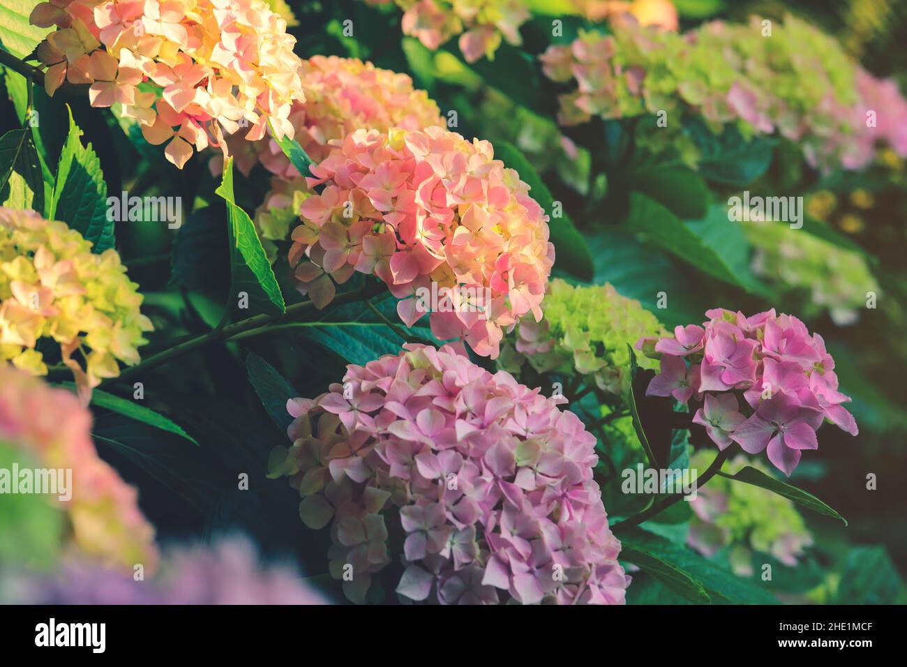 Accent sélectif sur de belles fleurs d'hortensia ou d'hortensia rose pour le fond de la nature Banque D'Images Accent sélectif sur de belles fleurs d'hortensia ou d'hortensia rose pour le fond de la nature Banque D'Images
