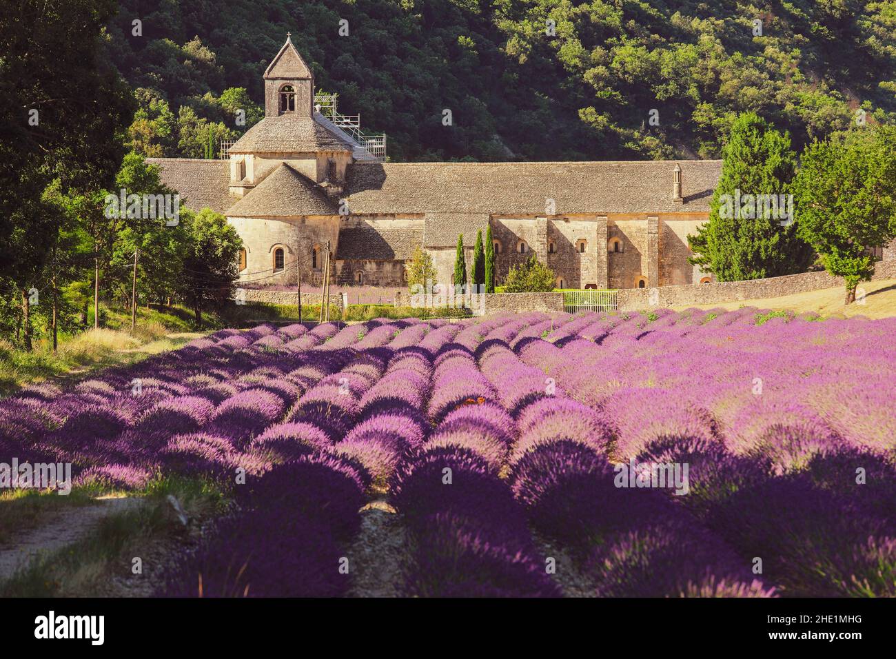 Abbaye de Sénanque et champ de fleurs de lavande en fleurs. Gordes, Luberon, Vaucluse, Provence, France, Europe. Banque D'Images
