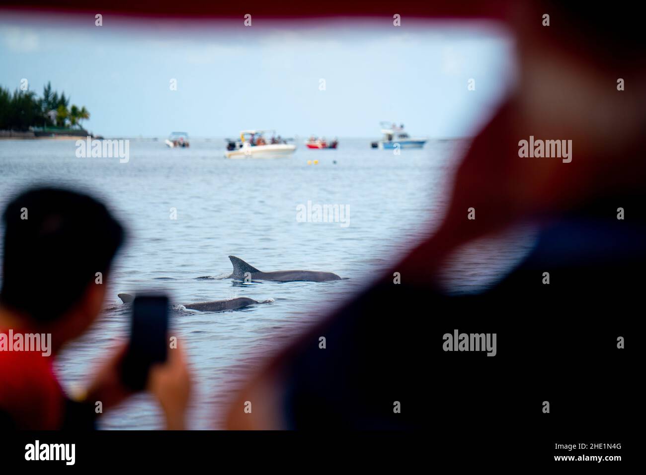 Bateaux de touristes parmi un groupe de dauphins au large de la côte de l'île Maurice Banque D'Images