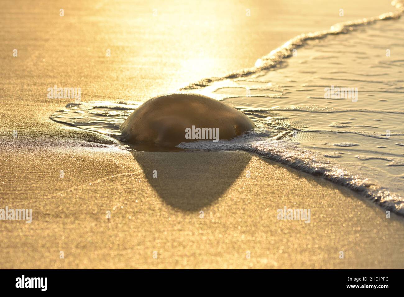 Corps mort de méduses lavé sur la plage de l'Algarve, dans le sud du Portugal. Banque D'Images