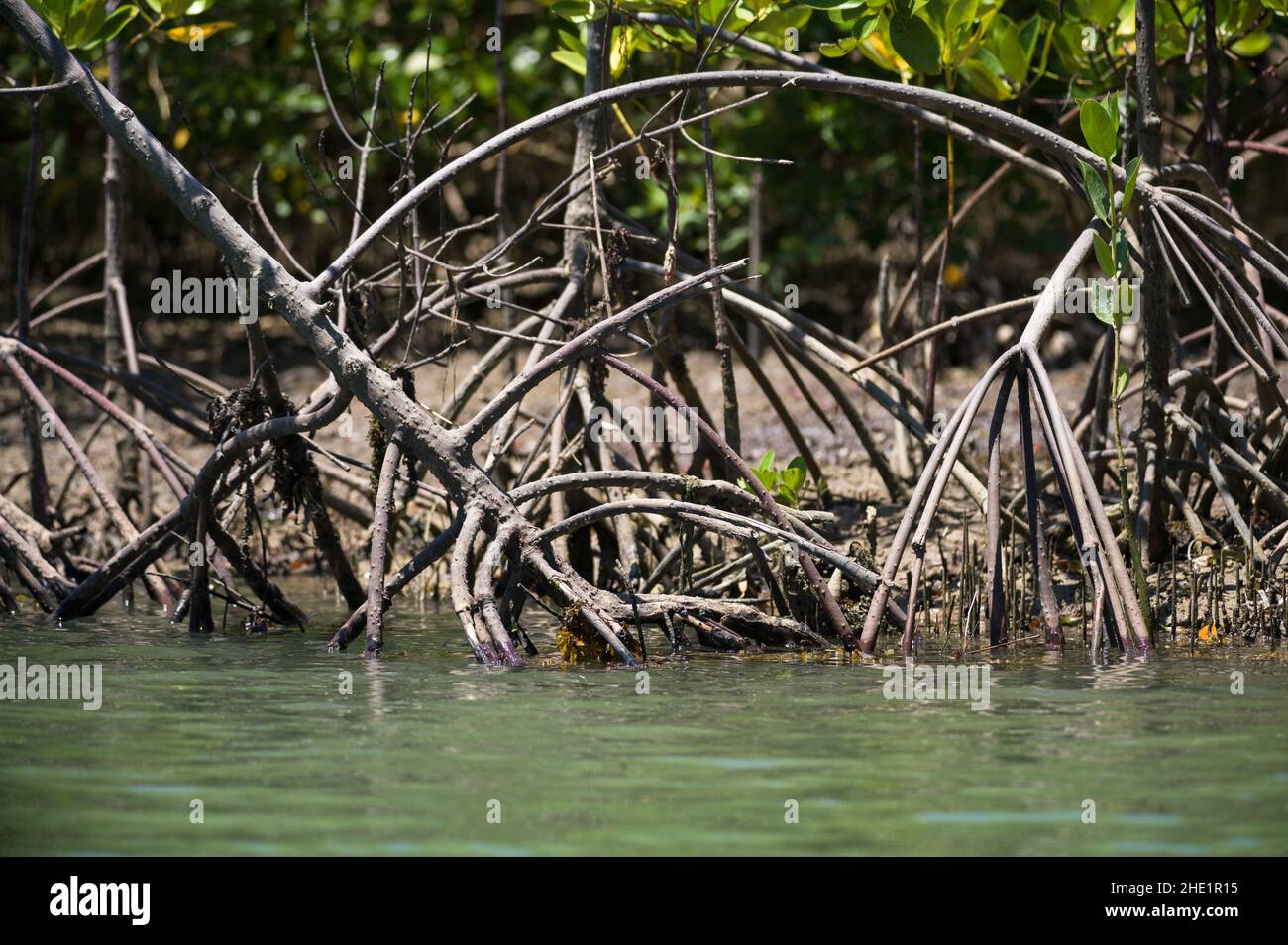 Mangroves (Rhizophora mucronata) qui poussent le long des rives de la rivière saumâtre près de l'océan, Kenya Banque D'Images