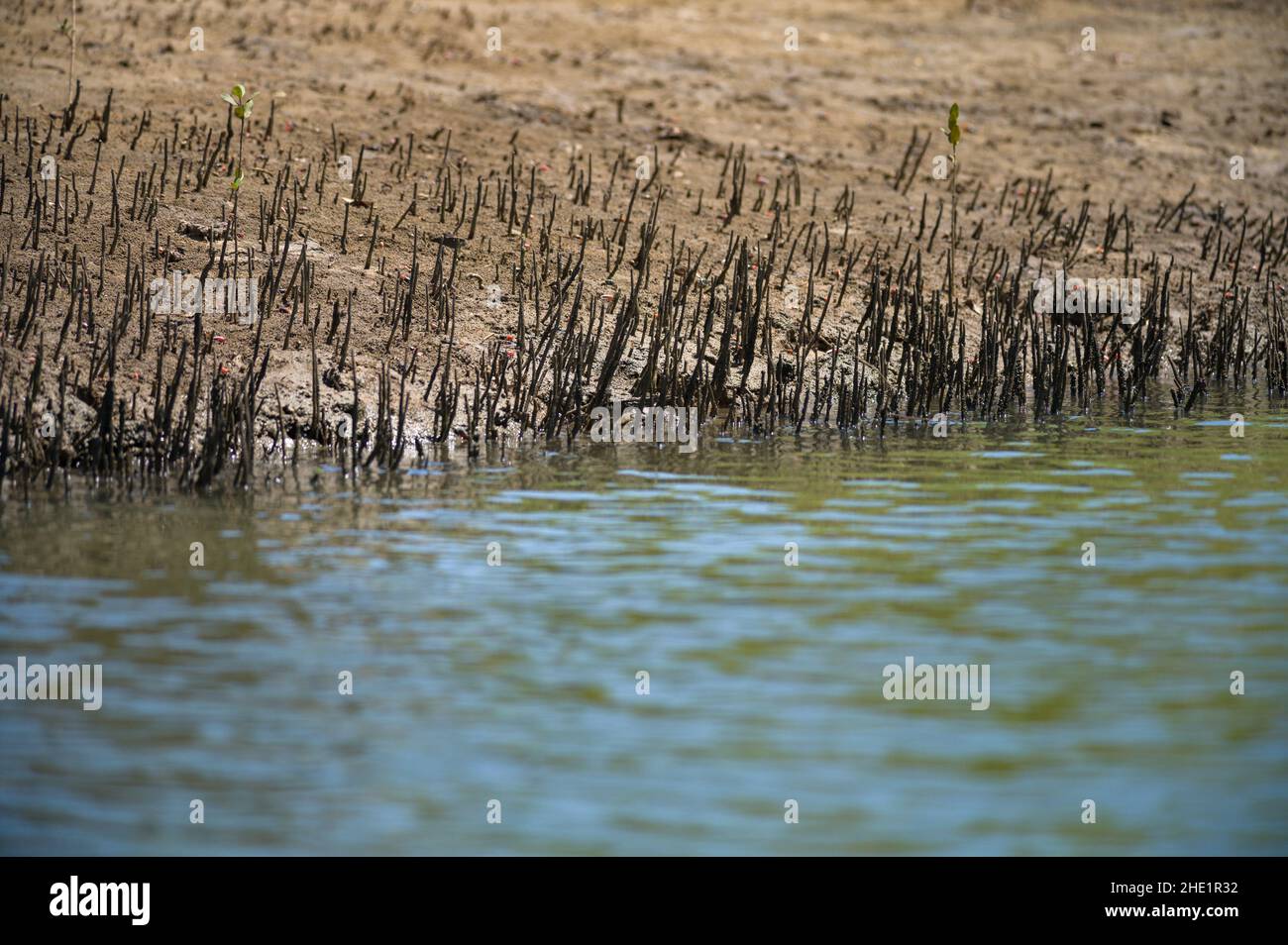 Racines de mangrove (Rhizophora mucronata) croissant le long du rivage de la rivière saumâtre près de l'océan, Kenya Banque D'Images